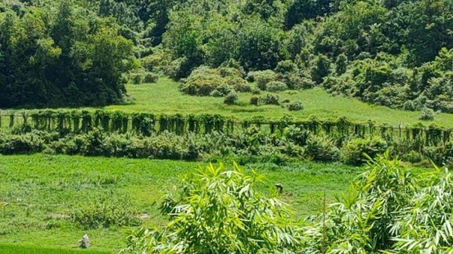 tumbru border