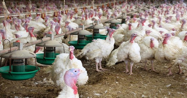 turkey poultry