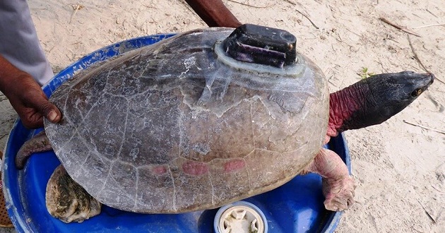 turtle rare species