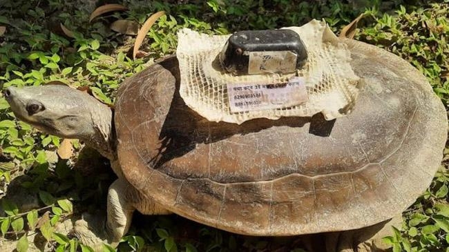 turtle with indian satellite transmitter