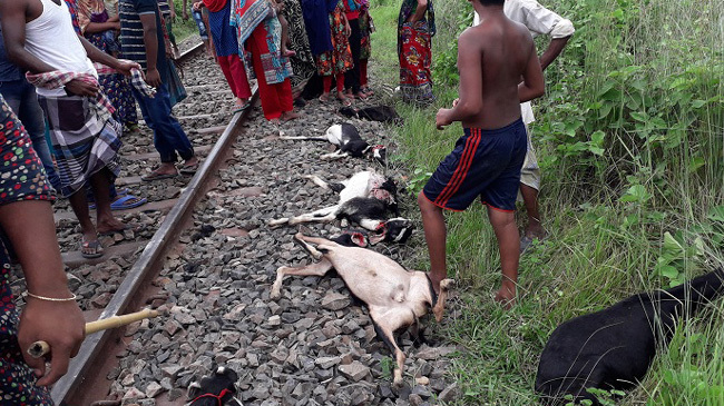 twenty seven goats and sheep died