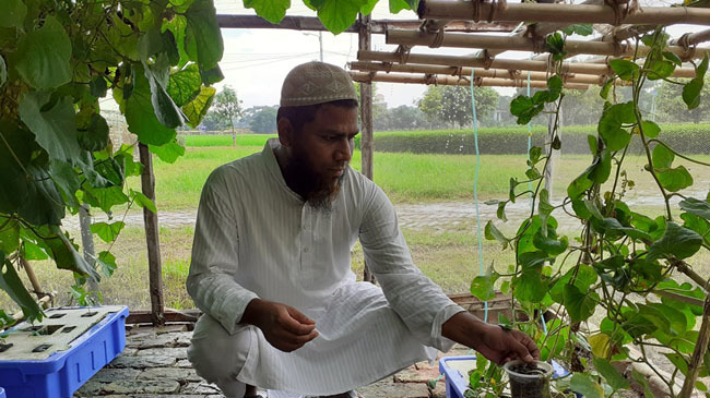 vegetable cultivation