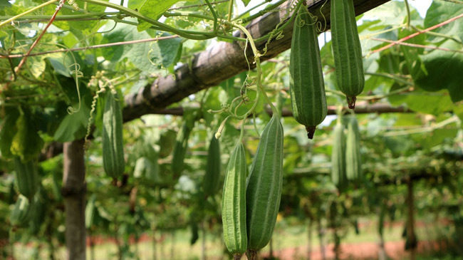 vegetable farm