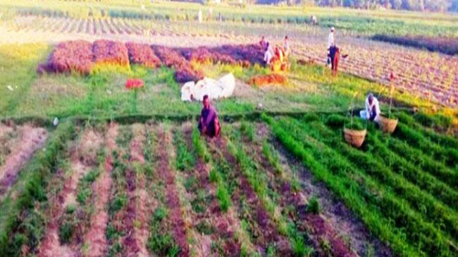 vegetable farming