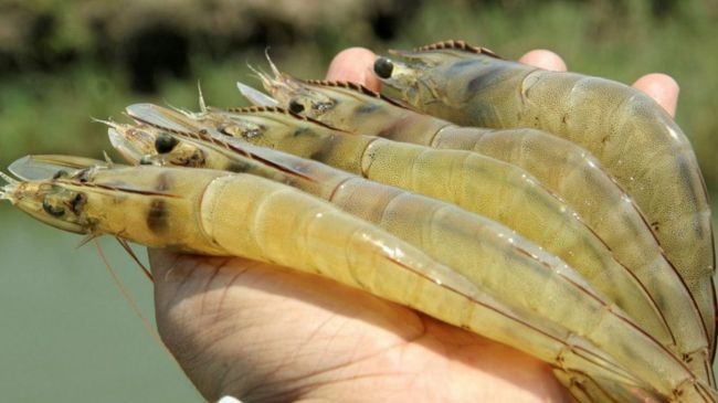 venami prawns