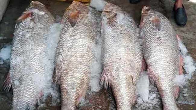 vole fish