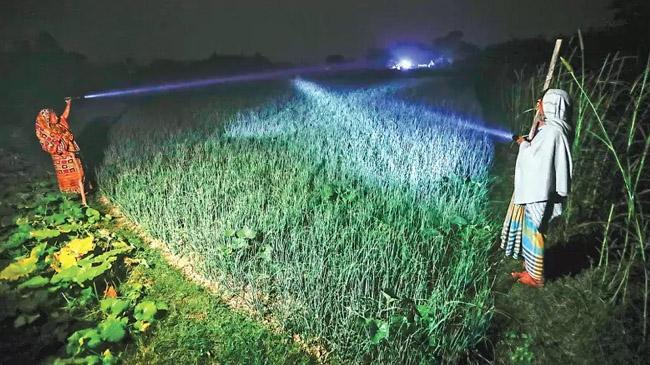 farmers watch onion feild