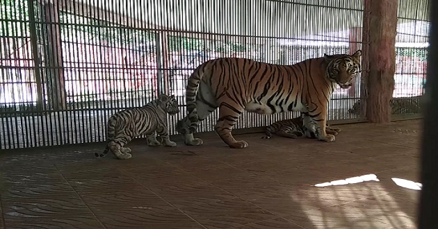 white tiger 03