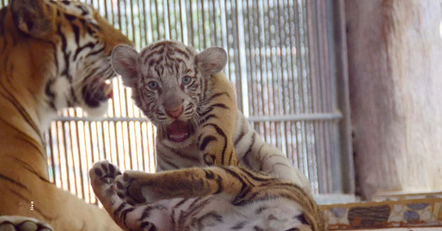 white tiger born in bangladesh 2018 01