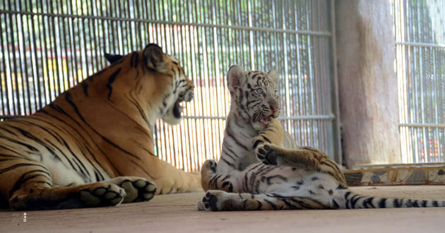 white tiger born in bangladesh 2018 02