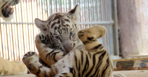 white tiger born in bangladesh 2018