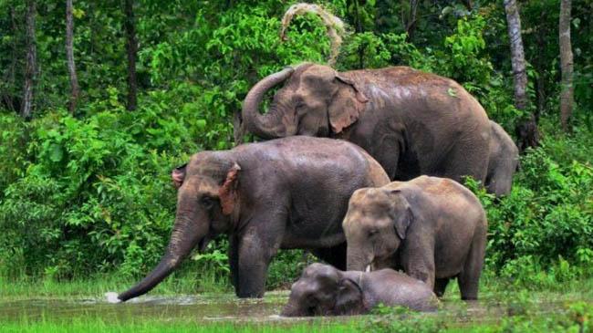 wild elephant 2