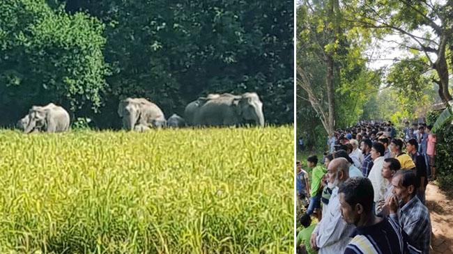 wild elephant spectators