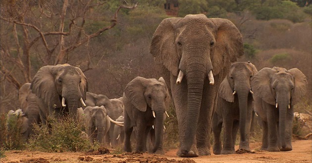 wild elephant