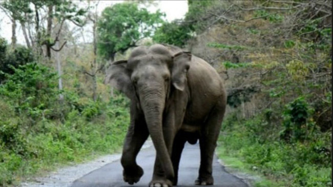 wild elephant 1