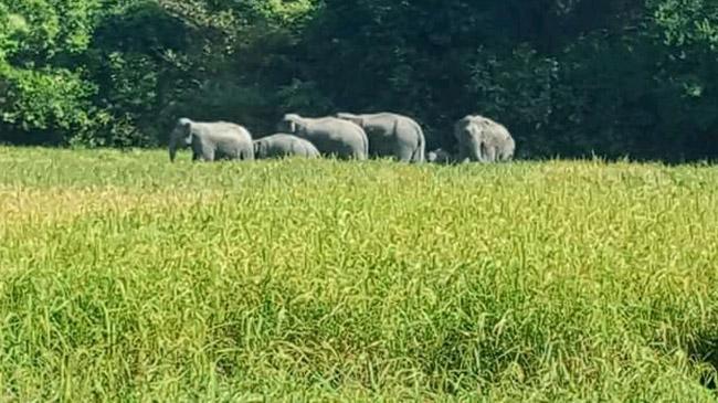 wild elephant 2
