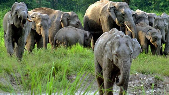 wild elephant 3