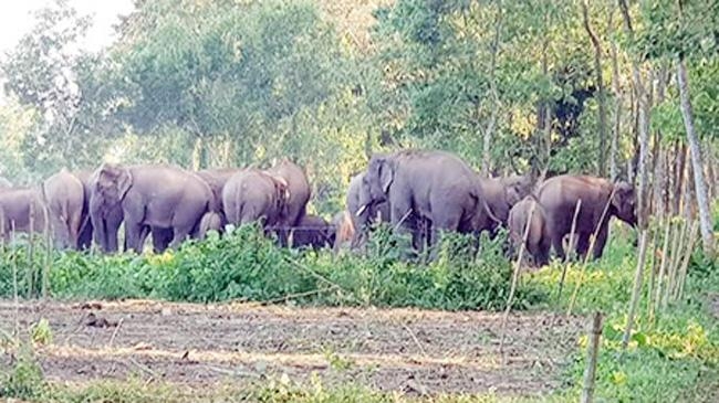 wild elephant 4