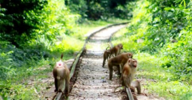 wildlife going to die