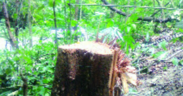 wildlife going to die 1