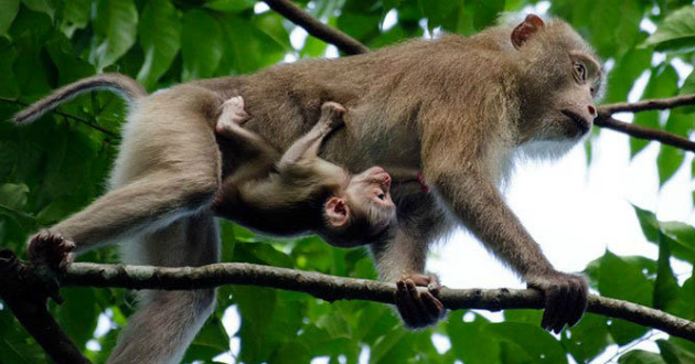 wildlife going to die