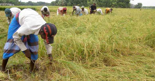 zinc rich rice in jhenaidah