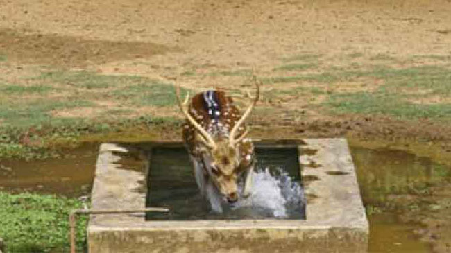 zoo deer