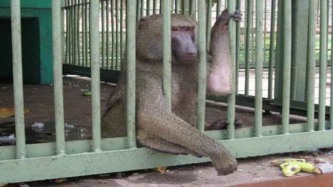 zoo monkey