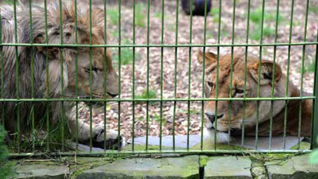 zoo tiger lion