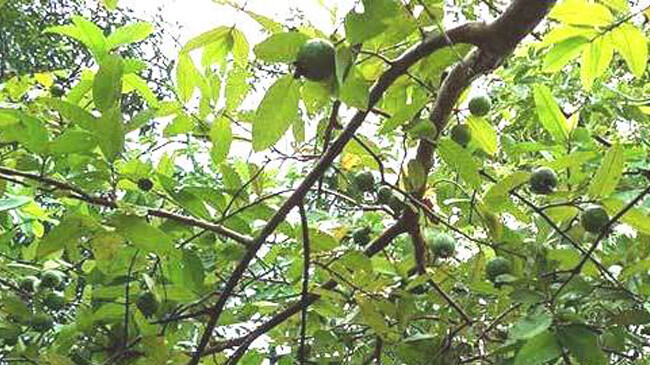 goava tree