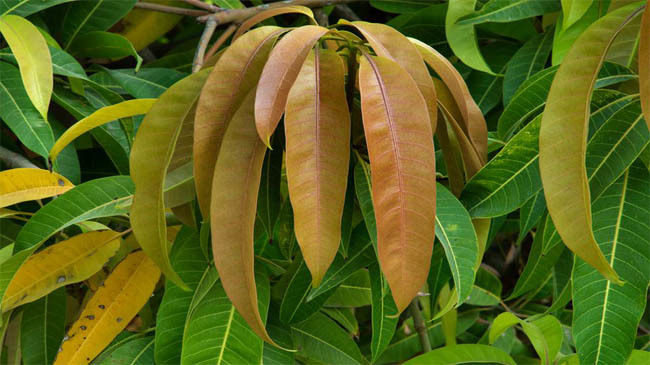 mango leaves diabetic