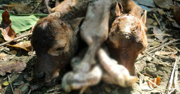 2 head and 6 leg calves in barisal