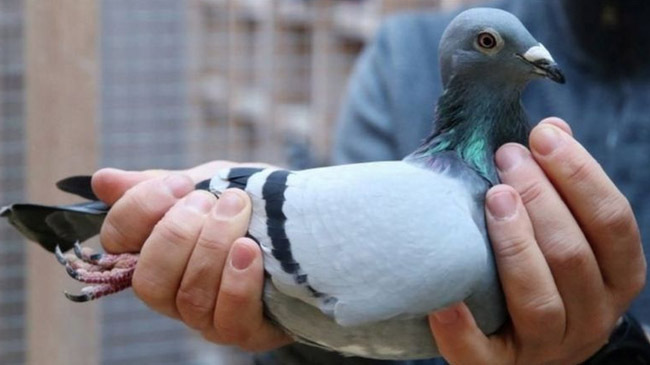 20 million dollar pigeon