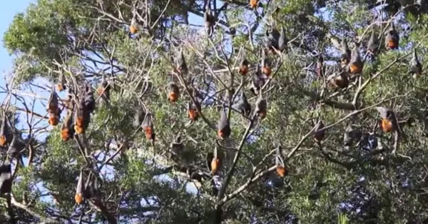 bats attack in australia