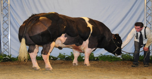 belgian blue bull