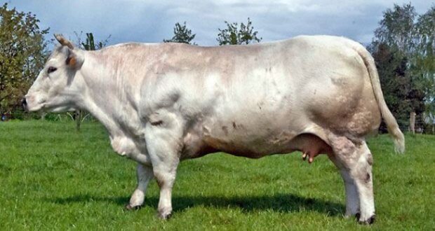 belgian blue three