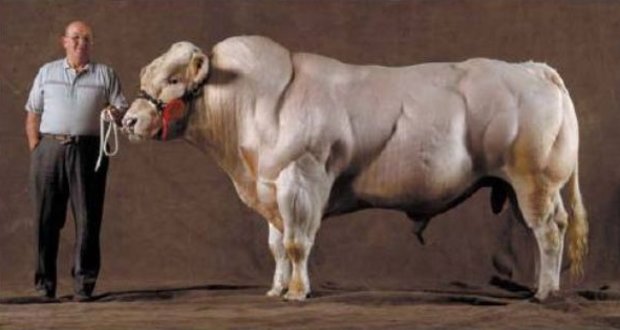 belgian blue two