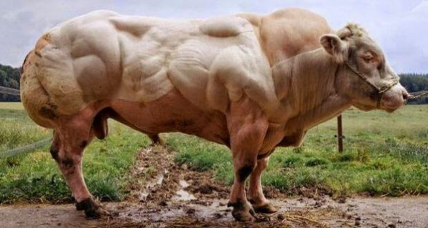 belgian blue