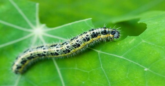 caterpillar