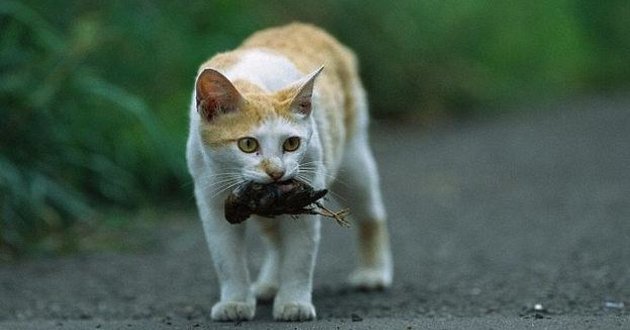 cats killing birds in australia