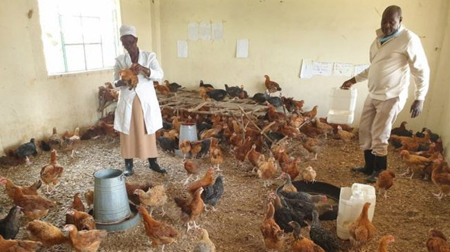 classroom chicken