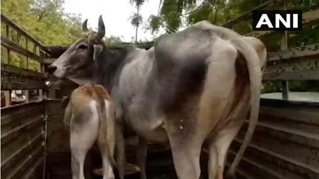 cow india