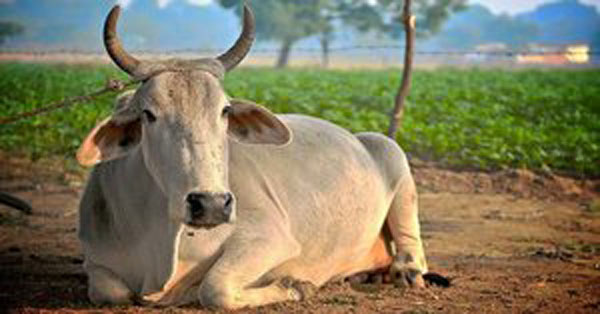 cow