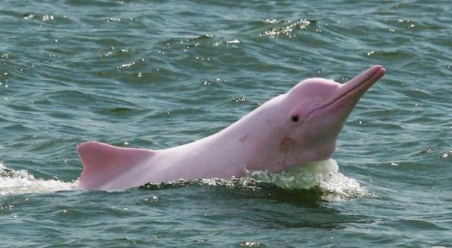 dolphin in coxbazar