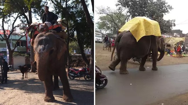 elephant night stay in police station