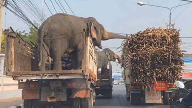 elephant stolen sugar cane