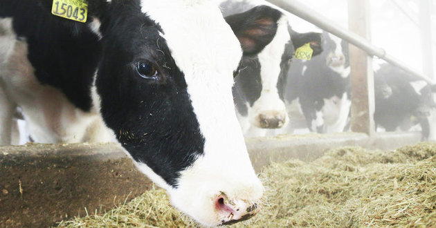 floating dairy farm