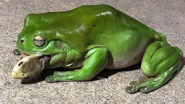 frog eat snake 2