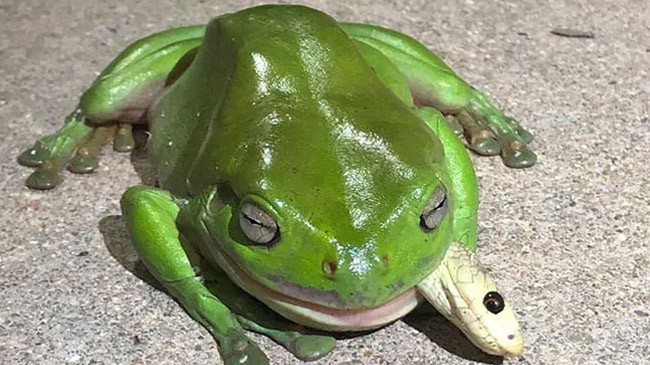 frog eat snake