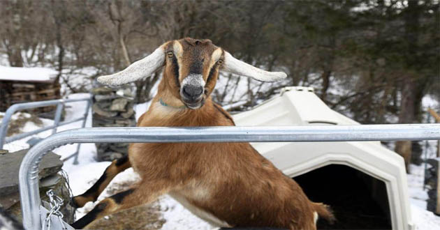 goat mayor in us